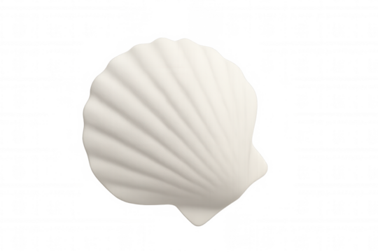 White scallop shell floating against transparent backdrop, representing marine serenity and natural symmetry