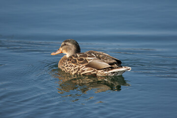 Mallard Female Duck