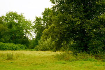 Serene meadow and woodland edge under cloudy sky

