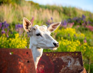 White deer in wildflowers