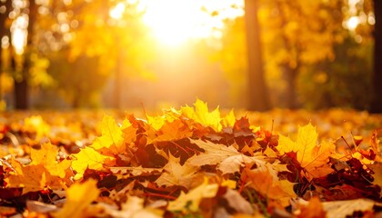 Autumn Leaves with Golden Sunlight