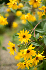 Bright yellow wildflowers with dew and soft background