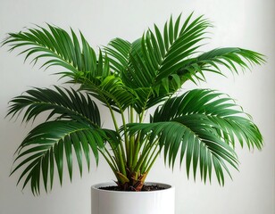 Obraz premium Vibrant palm plant in a modern pot
