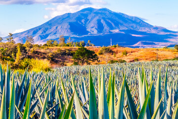 Agave for tequila with the view of the Sangangüey volcano in the background in Tepic Nayarit © Alex Borderline