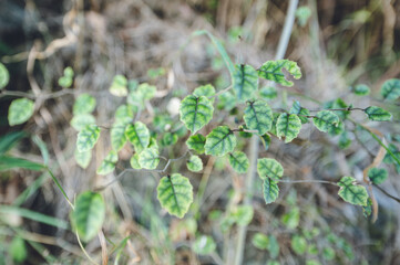Native kōhūhū leaves on Rocky Mountain trail, Wanaka, New Zealand