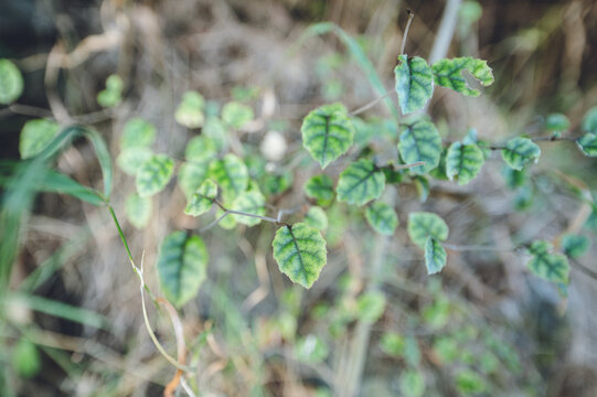 Native kōhūhū leaves on Rocky Mountain trail, Wanaka, New Zealand