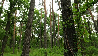 Lush forest canopy (1)