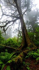 Lush forest canopy in fog