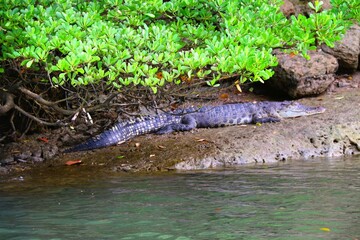 A Crocodylus porosus rests on a muddy riverbank beneath mangrove roots.