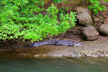 A Crocodylus porosus rests on a muddy riverbank beneath mangrove roots.