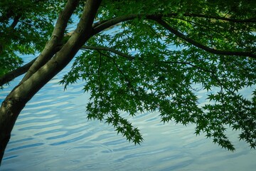 青紅葉と水面の揺らぎ