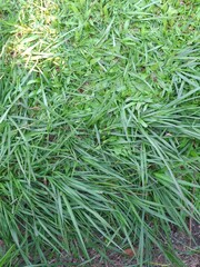 green grass background