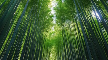 Lush bamboo forest viewed from below