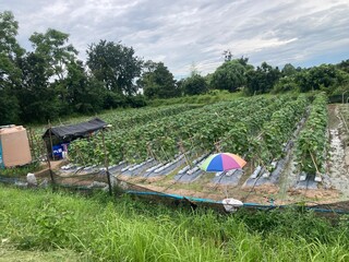 Agriculture is the science, art, and practice of cultivating soil, growing crops, and raising animals for food, fiber, fuel, and other human needs. It has been the foundation of civilization for thous