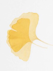 Naklejka premium Minimal ginkgo leaf on white background (botanical wall art)