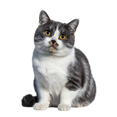 Obraz premium Adorable gray and white cat with striking golden eyes sitting attentively looking at you, an endearing pet that would melt hearts, ideal for pet blogs, animal lovers, and heartwarming projects