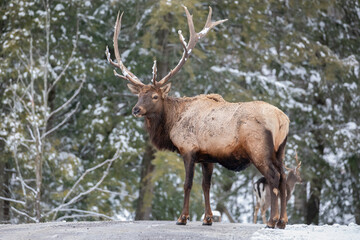 Bull Elk in Winter Forest – Cervus canadensis