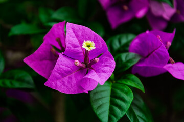 White and purple flower with green leaves