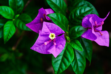 White and purple flower with green leaves