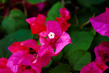 Pink flower with green leaves