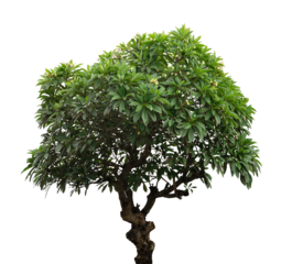 fresh lush ornamental tree isolated