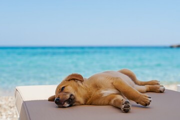 Relaxing Puppy Lounging on Beach Chair with Turquoise Water Background