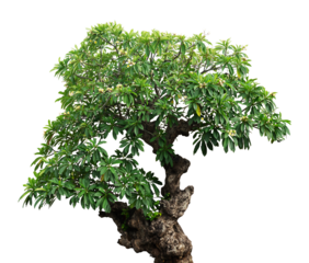 green lush tree isolated on white