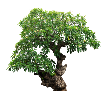 green lush tree isolated on white