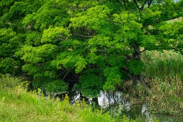 中洲に生い茂る木達