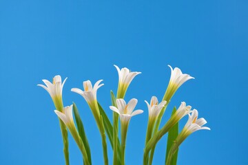 Delicate White Lilies Against Vibrant Blue Background - Minimalist Floral Still Life