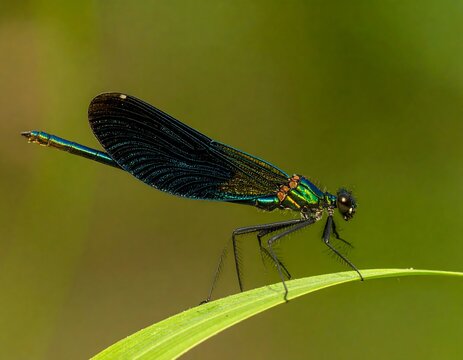Vibrant dragonfly perched on blade of grass