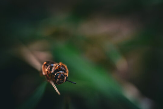 bee near green leaf - Powered by Adobe