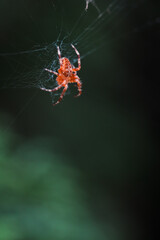spider on a web