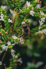 bee on a flower in summer