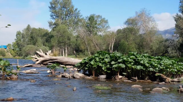 Video of Petasites radiatus thickets in the Ursul River in Altai.
