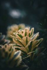 Fototapeta premium cactus plant in garden