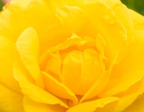Close-up of a vibrant yellow rose