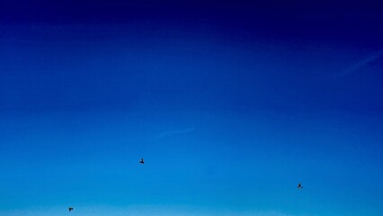 Minimal clear blue sky background with birds