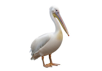 A graceful white pelican with a long beak stands profile isolated on transparent background