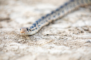 A snake is on the ground with its head up