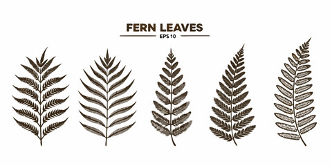 Collection of five stylized fern leaves in brown tones on a white background © Ripan