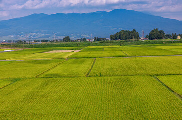 夏の日差しに輝く田園風景