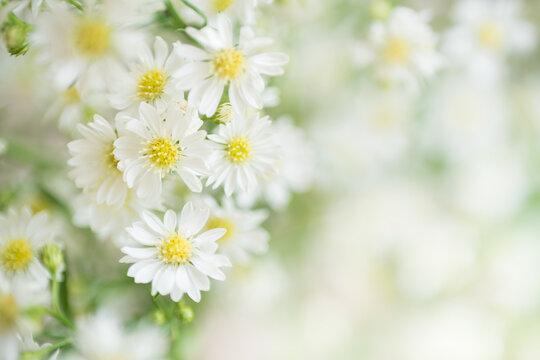 Nature of flower in garden using as cover page background natural flora wallpaper or template brochure landing page design