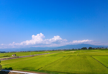 夏の日差しに輝く田園風景