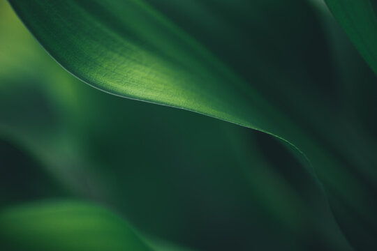 Dark green leaf texture, Natural green leaves using as nature background wallpaper or tropical leaf cover page