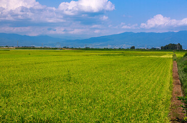 夏の日差しに輝く田園風景