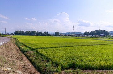 夏の日差しに輝く田園風景
