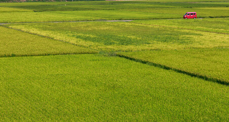 夏の日差しに輝く田園風景