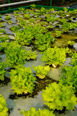 Lettuce Growing in Hydroponic System Fresh Green Vegetable Production
