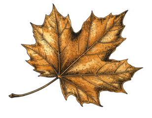 Detailed Autumn Maple Leaf in Vintage Botanical Illustration Style